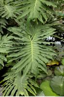 tropical leaf 0004